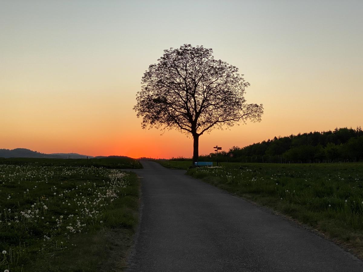 Baum Abendstimmung