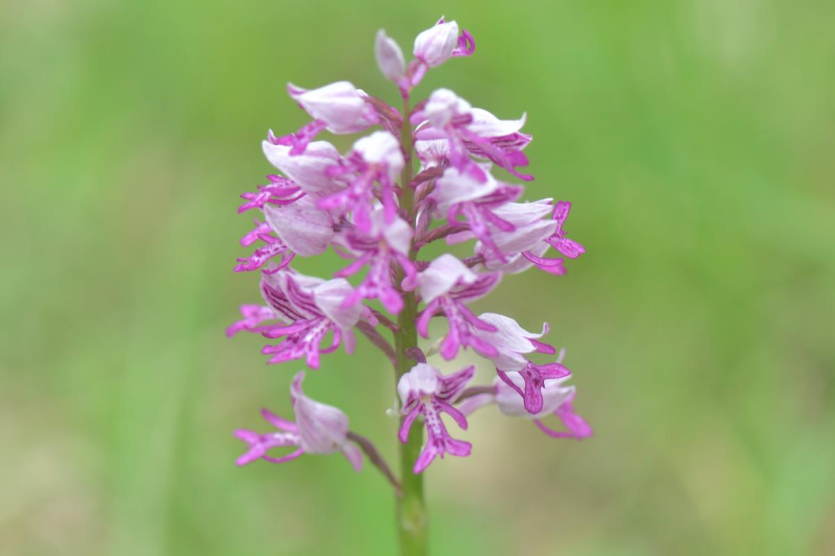 Orchidee