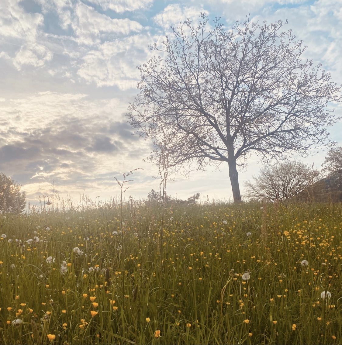 Blumenwiese mit Baum 