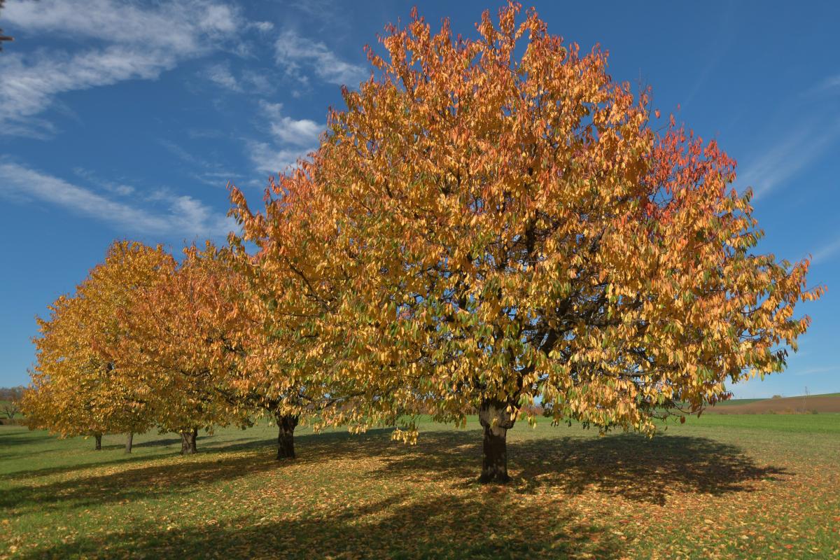 Herbstbäume