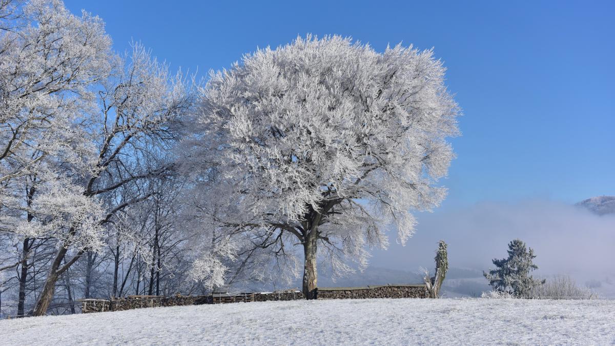 Winterbaum